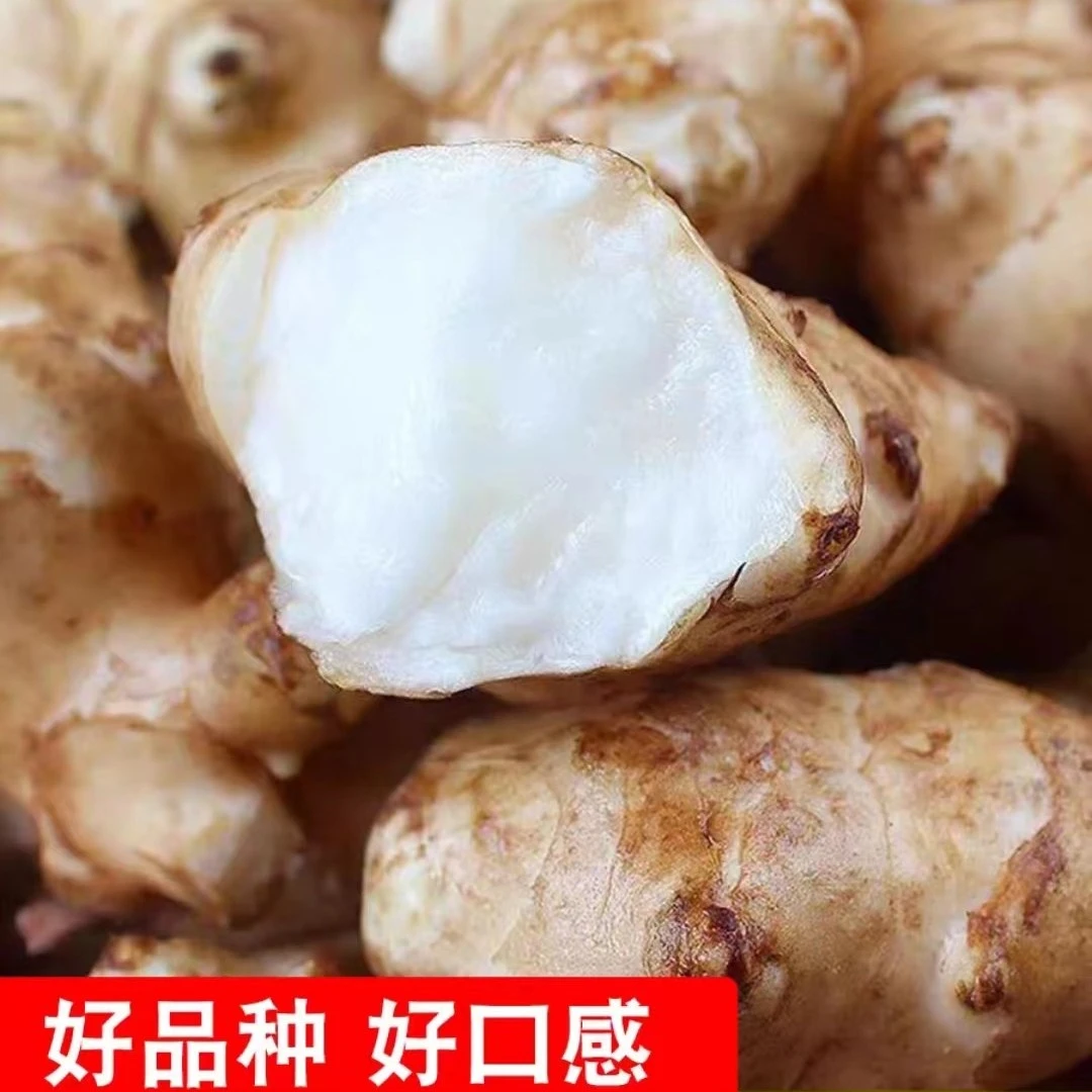 新鲜洋姜现挖野生鬼子姜不辣姜甜姜菊芋白姜脆姜地姜1斤2斤5斤装