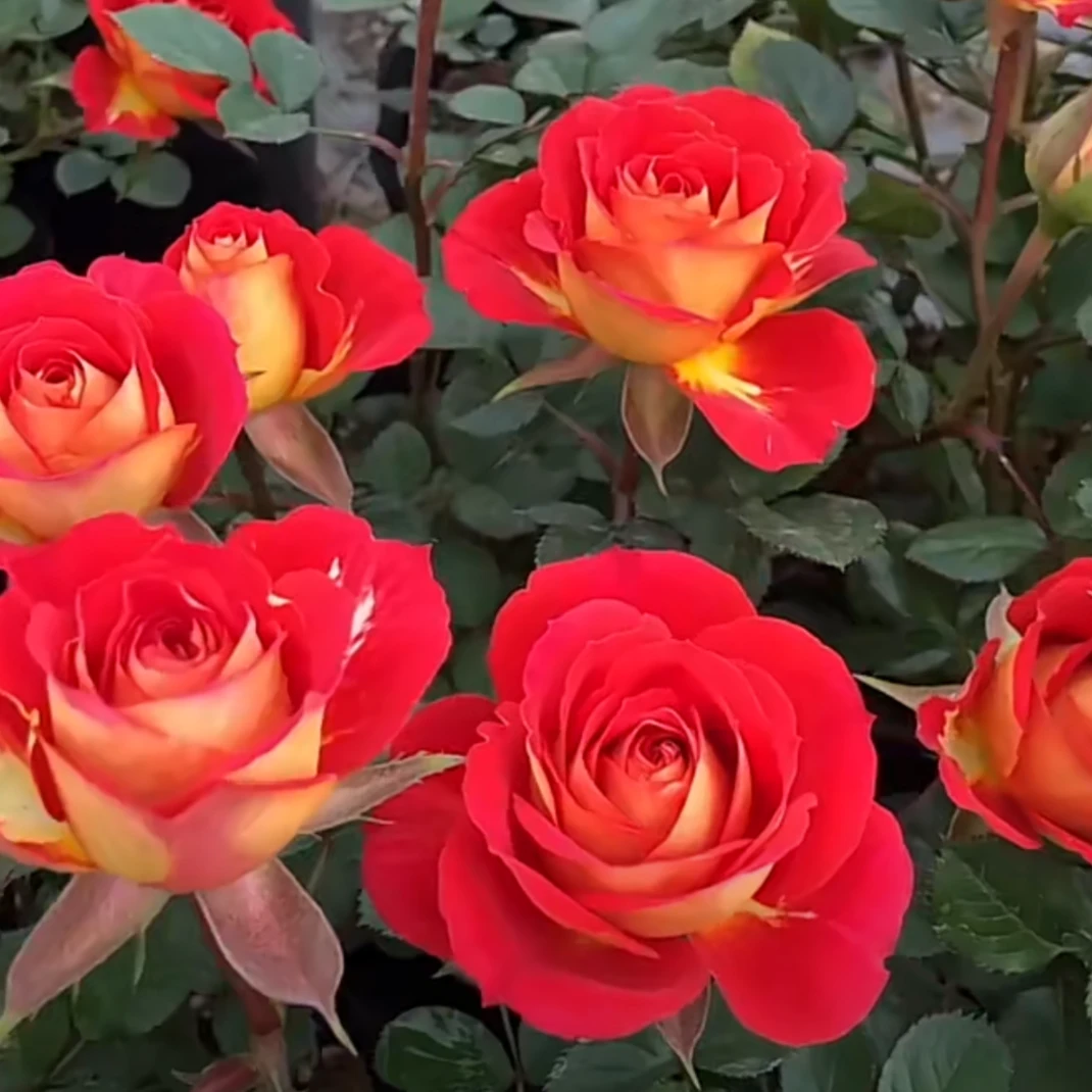 双鱼座 月季盆栽（复色花勤花）阳台庭院月季玫瑰二乔耐寒四季