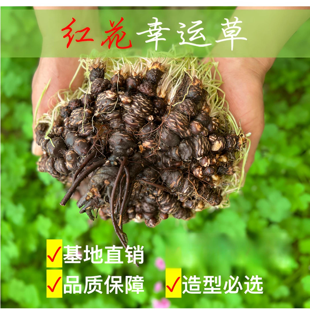 品种红花酢浆草老桩球水养土培庭院花园阳台种植花卉三叶草幸运草