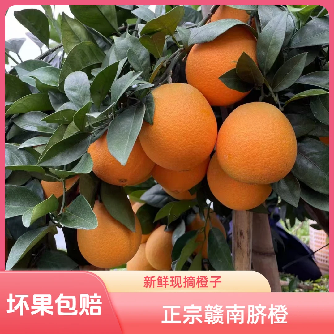 【地标产品】江西正宗赣南脐橙薄皮橙子应季水果5/10装产地直发