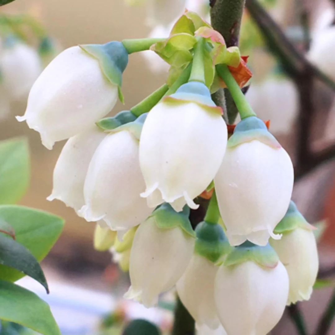 【粉丝团专项】蓝丰看花树型树状月季精品树桩月季花苗别墅庭院盆景