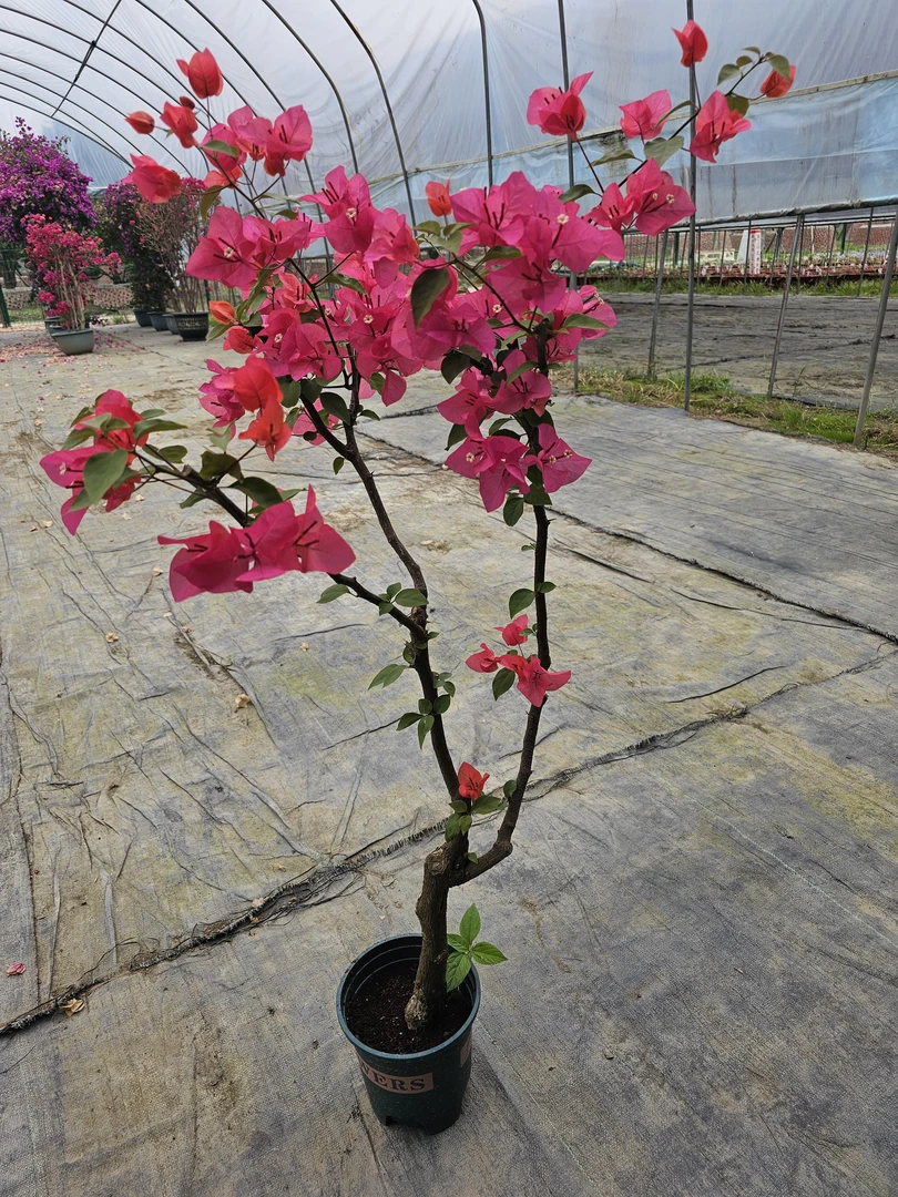 三角梅一物一拍苗情以直播间为主庭院阳台别墅花卉植物