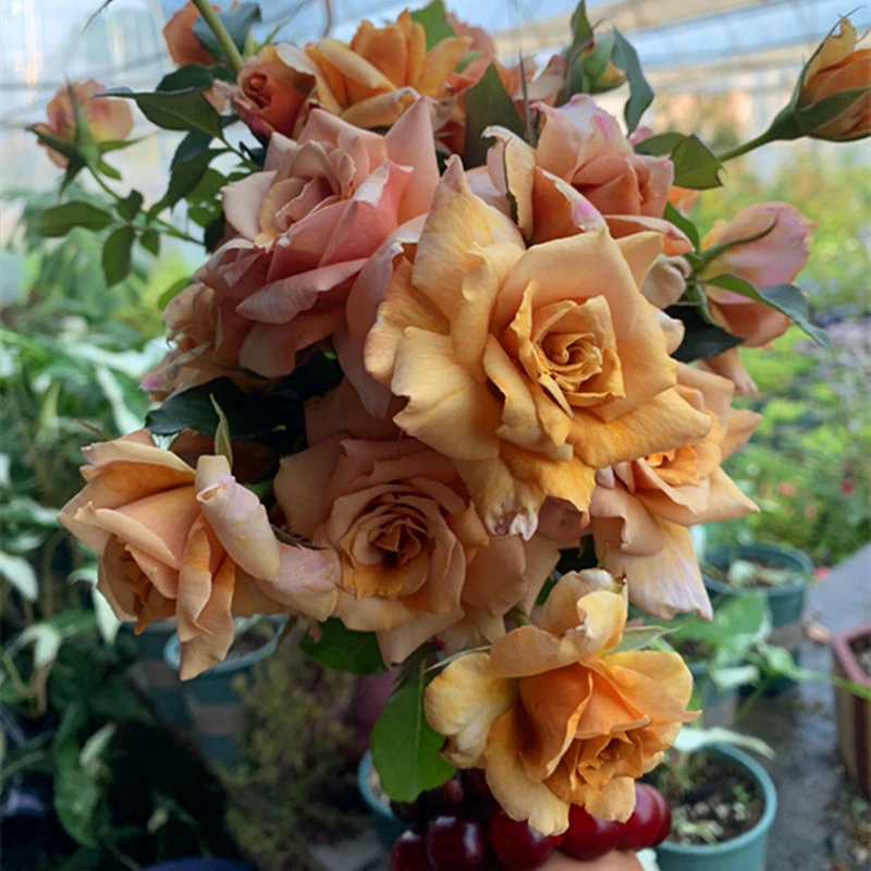 河本复古新品2加仑根接大苗珍爱之宝月季花灌木丰花切花长势快