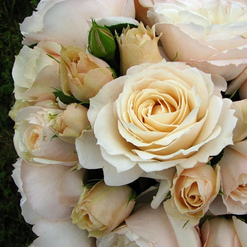 新品2加仑根接大苗比利时公主月季花香味上头灌木切花一六八园艺