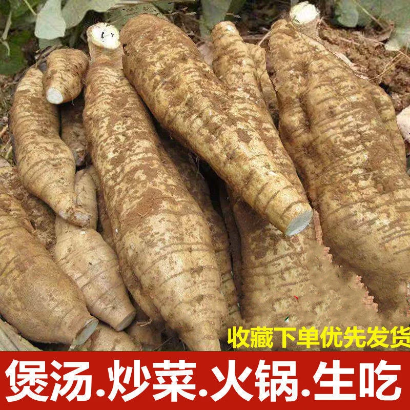 广西粉葛无渣葛根新鲜现挖大山野葛食用广东煲汤粉葛根1-9斤包邮