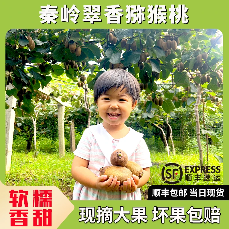 陕西周至翠香猕猴桃爆甜奇异果现摘发货