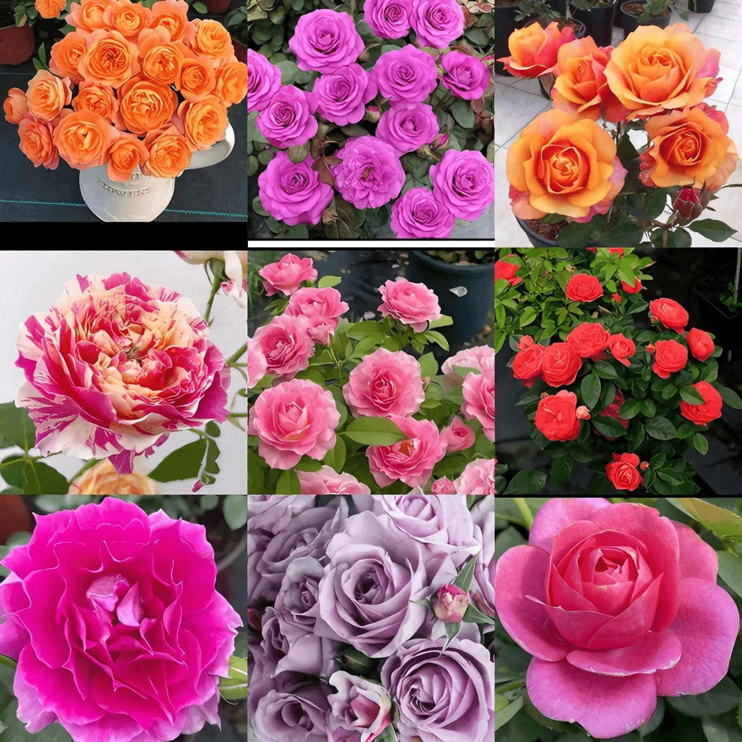 2盆组合  180大盆两盆组合月季 阳台庭院盆栽花卉