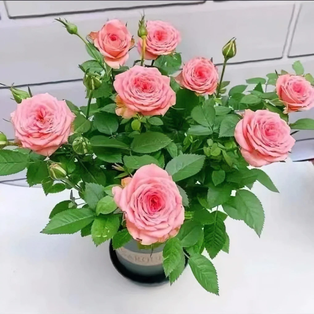 【仙度瑞拉】大盆月季多季节重复开花阳台庭院盆栽花卉原盆原土