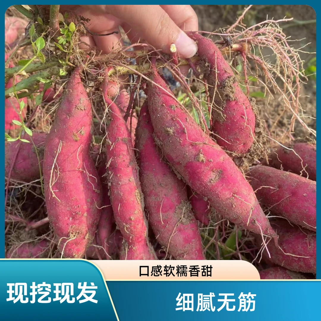 临安天目山小香薯新鲜农产品板栗红薯软糯香甜地瓜