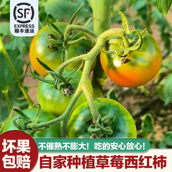 正宗好吃草莓西红柿新鲜现摘草莓番茄营养健康顺丰发货