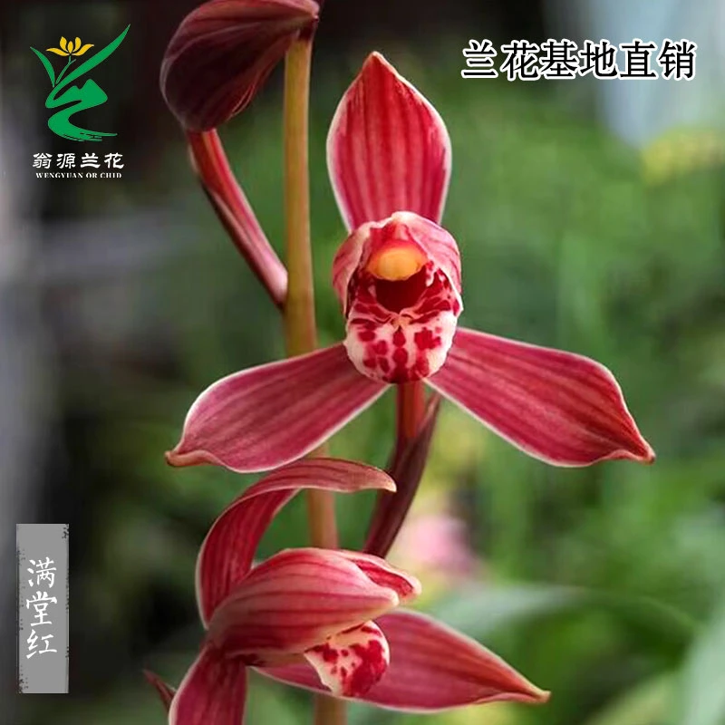 翁源兰花苗四季建兰满堂红浓香八大红花名贵室内好养绿植花卉盆栽