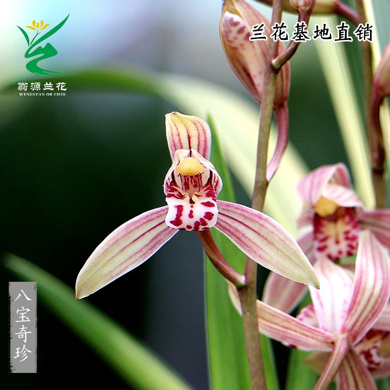 翁源兰花苗四季建兰八宝奇珍虎斑叶艺双全开花浓香型绿植花卉发货