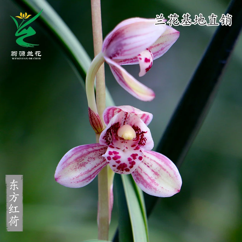 翁源兰花正品四季建兰东方红荷正格荷瓣开花浓香好养室内阳台花卉