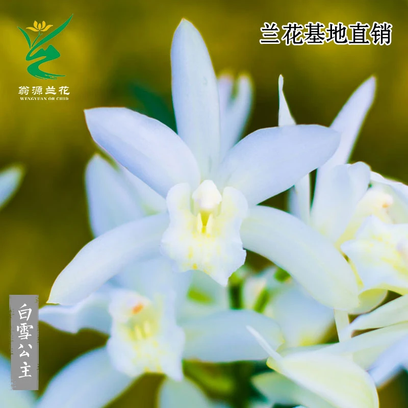 翁源兰花大花素心四季建兰白雪公主带花浓香好养室内绿植花卉盆栽