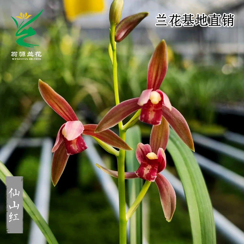 翁源兰花苗四季建兰仙山红夏秋名品高端好养室内浓香易养绿植花卉