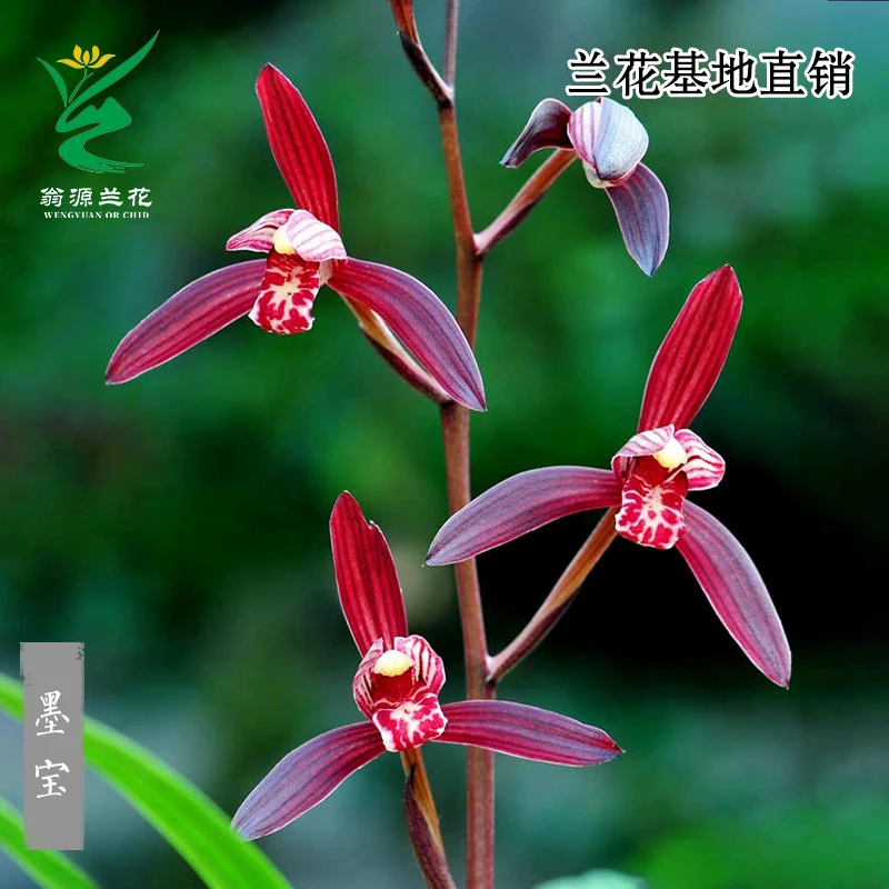 翁源兰花苗墨宝紫凝红花高档名品四季兰夏秋室内浓香易养绿植花卉