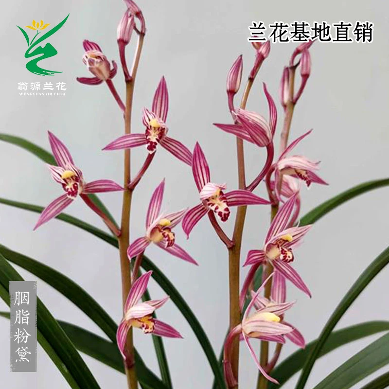 翁源兰花苗四季建兰铭品胭脂粉黛开花浓香型新手好养绿植花卉盆栽