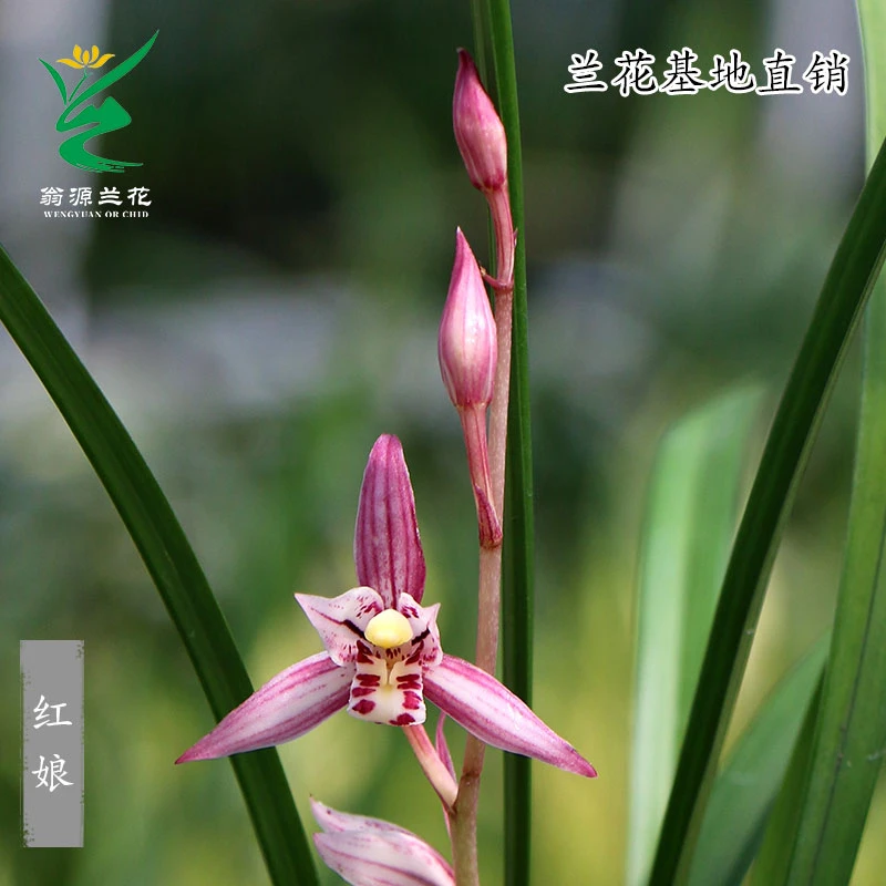 翁源兰花苗四季建兰红娘开花浓香红花好易养室内绿植花卉盆栽勤花