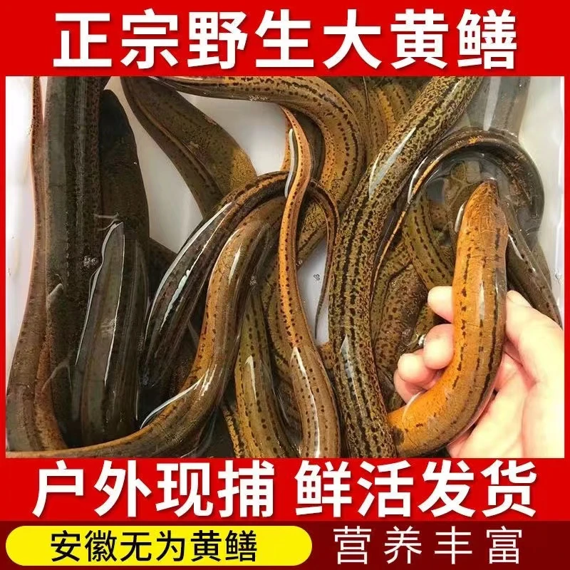 【正宗野黄鳝】顺丰包邮鲜活黄鳝鱼现杀活体长鱼鳝鱼滋补食用水产