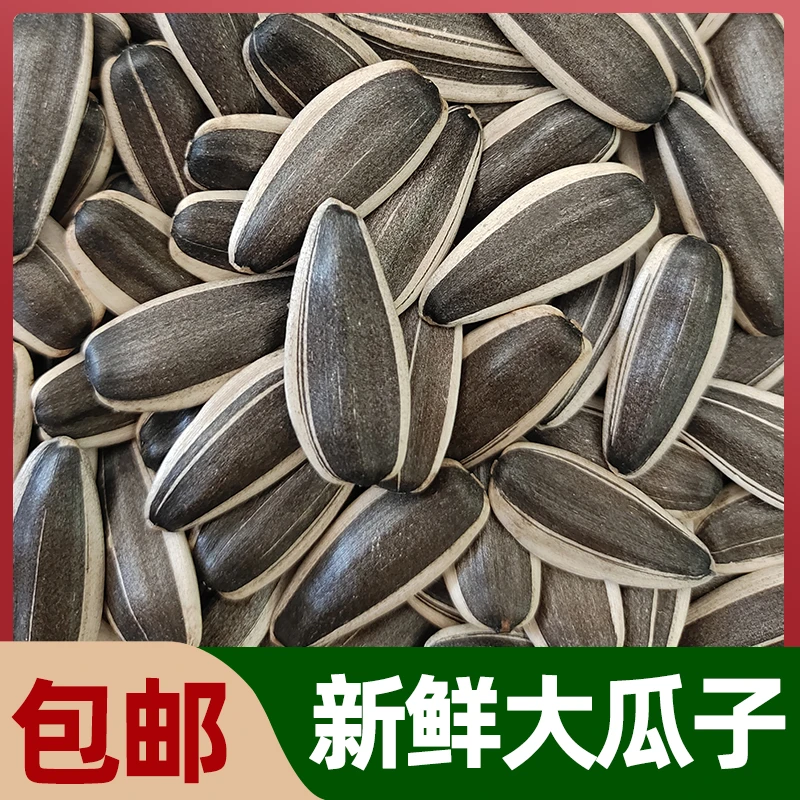 大生瓜子葵花子2024年新瓜子内蒙古赤峰363大瓜子生瓜子原味1斤装