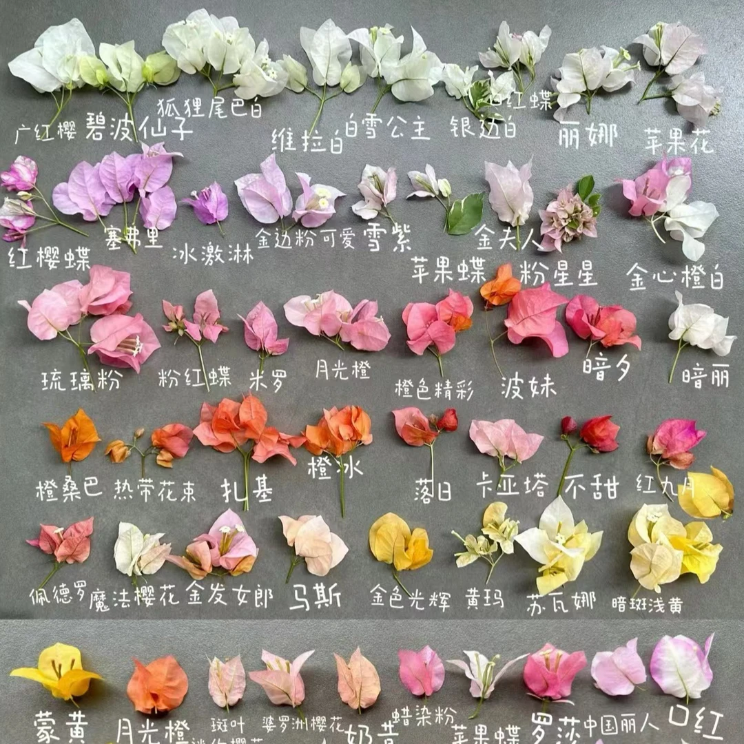 [彩花]彩色三角梅修剪嫩枝带护心土（品种花色随机发不接受备注)