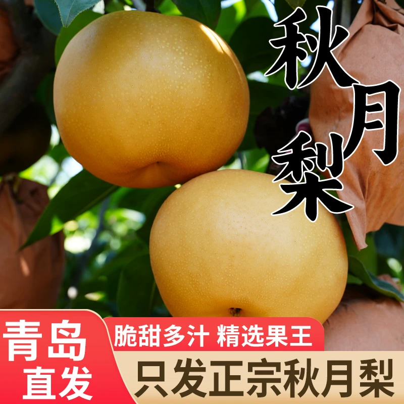 山东梨脆甜莱西特大果秋月梨金秋梨莱阳甜特级大果秋月梨苹果梨