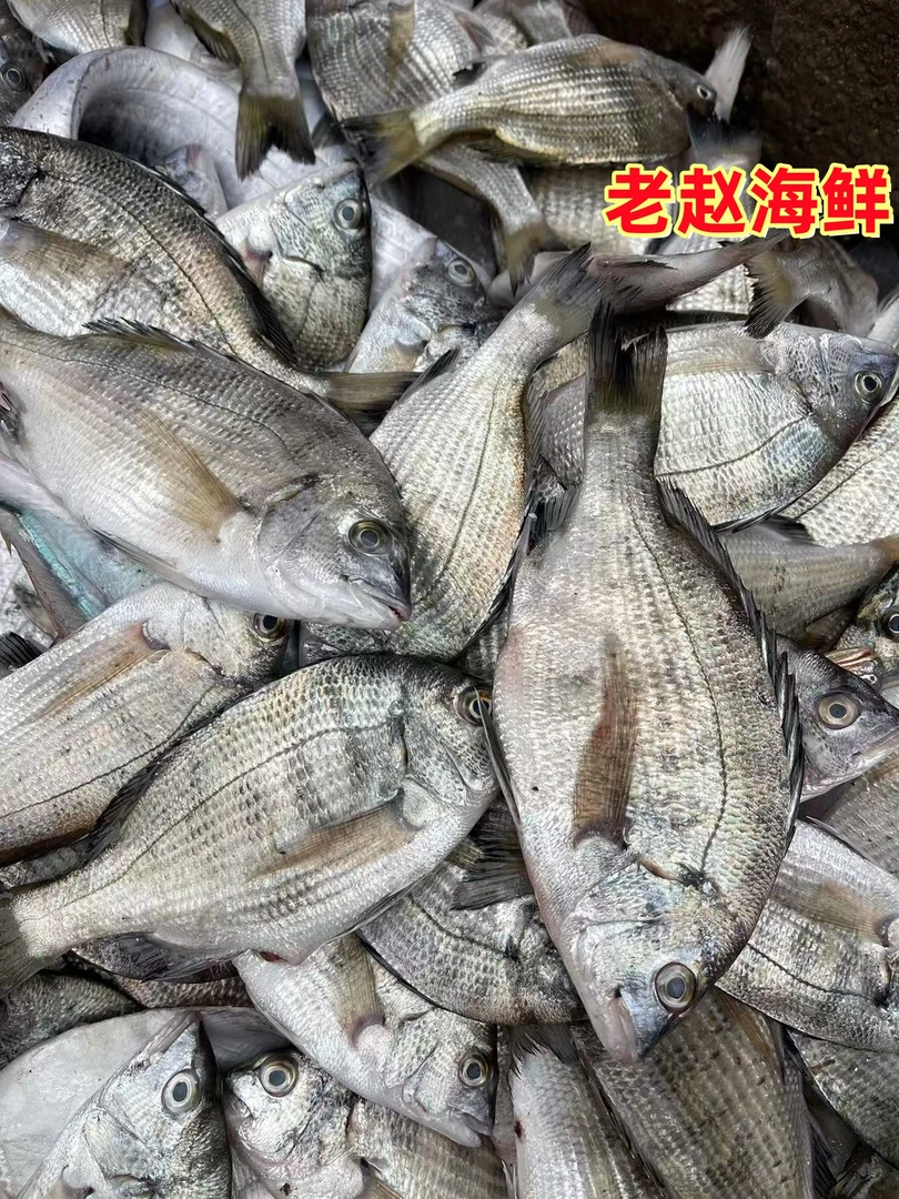 【海福鱼 4-5条/斤】野生小船海捕渤海湾