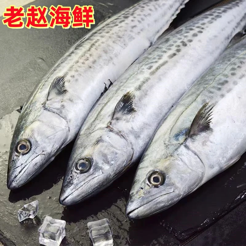 【燕鲅鱼3.8-4.1斤】大连渤海湾燕尾鲅野生新鲜海捕