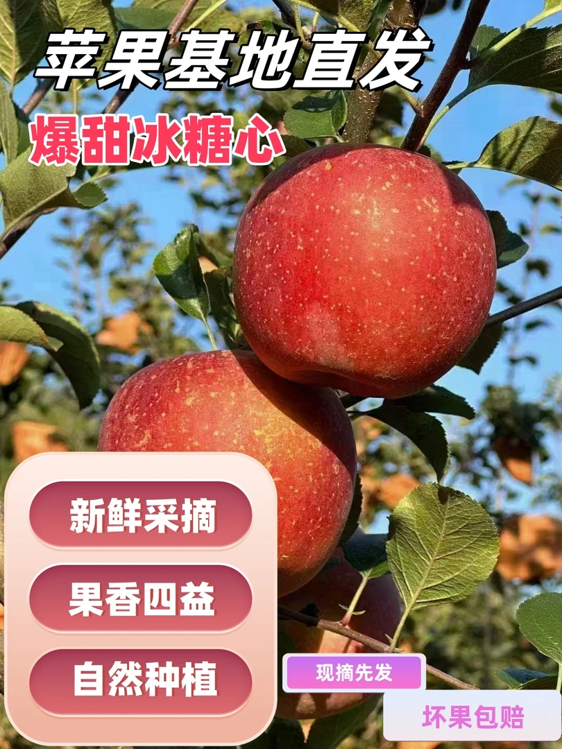 云南昭通正宗脆甜冰糖心丑苹果现摘现发包邮到家