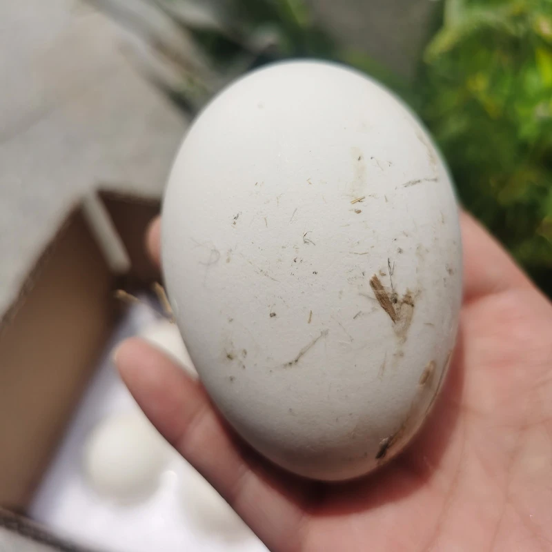 [善食源]鲜鹅蛋6个鹅蛋新鲜农家散养