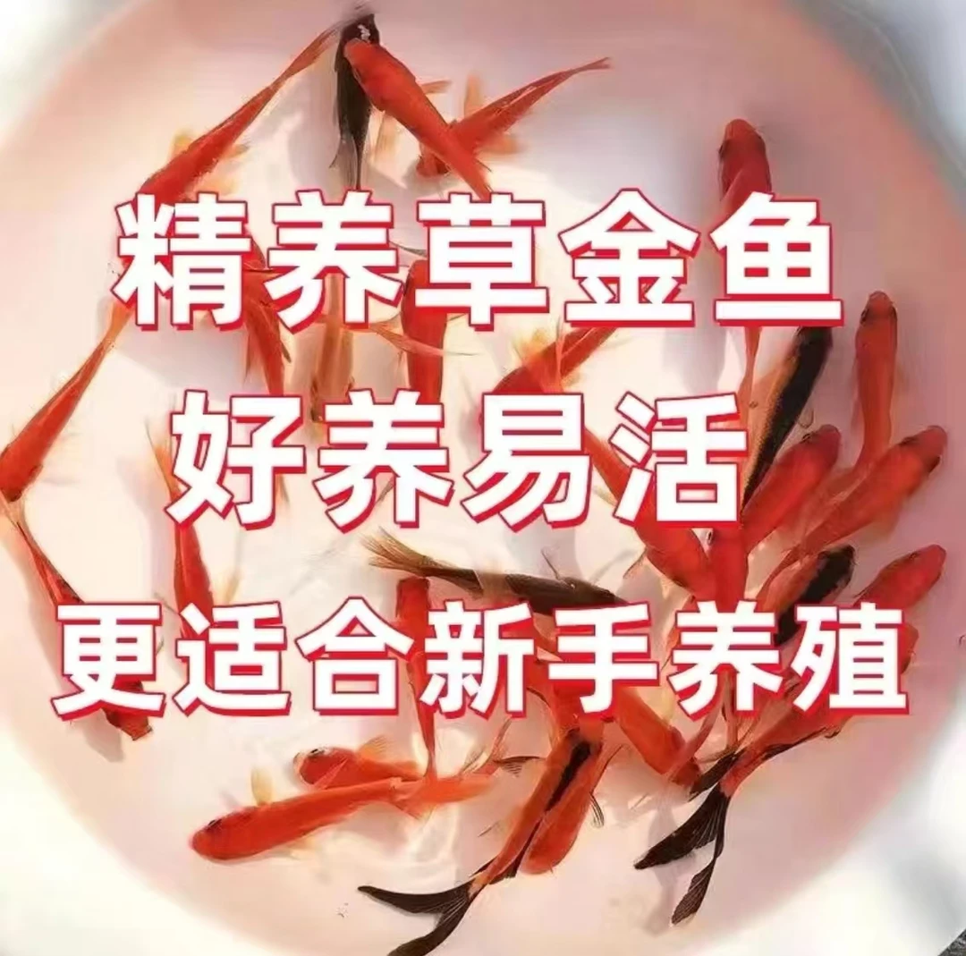 川【草金鱼】观赏鱼，红色金鲫鱼，招财小金鱼，耐活好养。