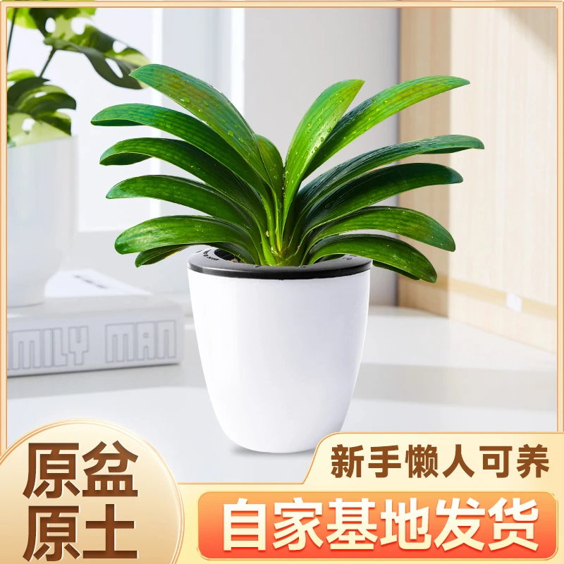 正宗原生精品矮桩圆叶君子兰客厅绿植大盆栽室内（黑色育苗杯发货）