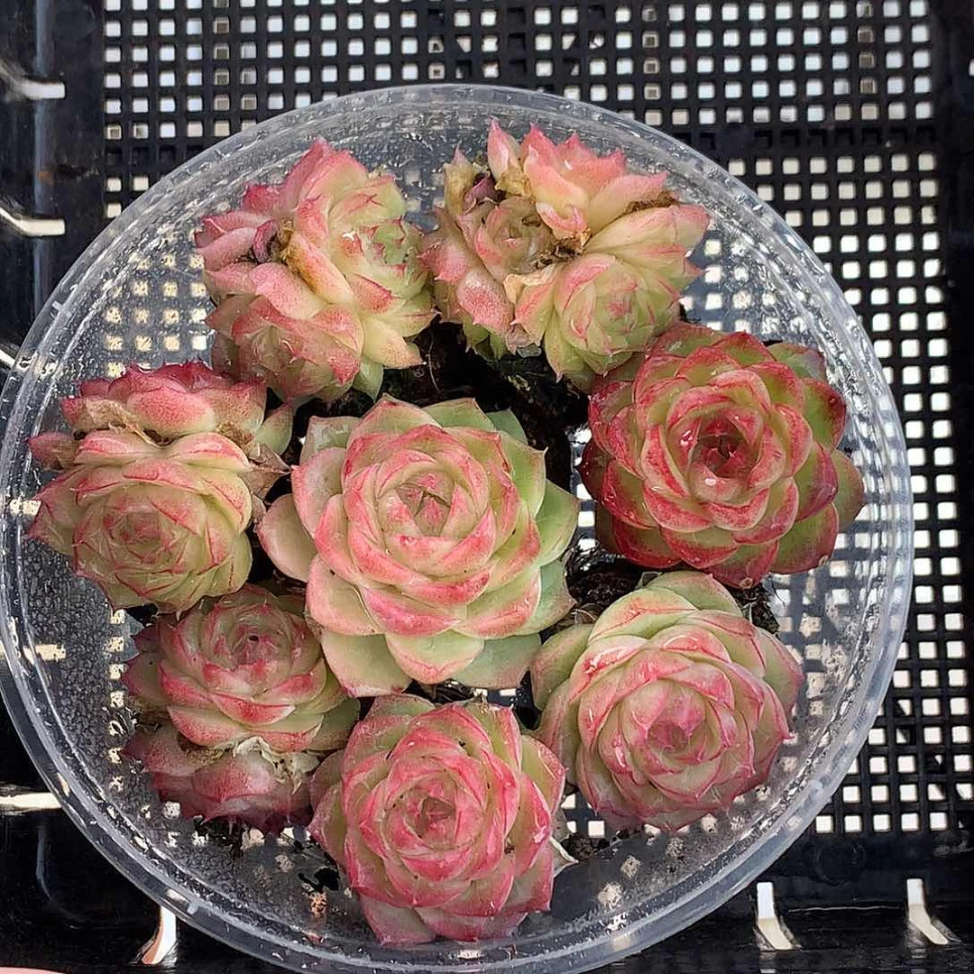 DgjjdsfhxgjbxfhcfgL023