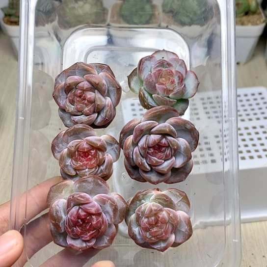 ୧****DhjjcxhncgjnvgL019