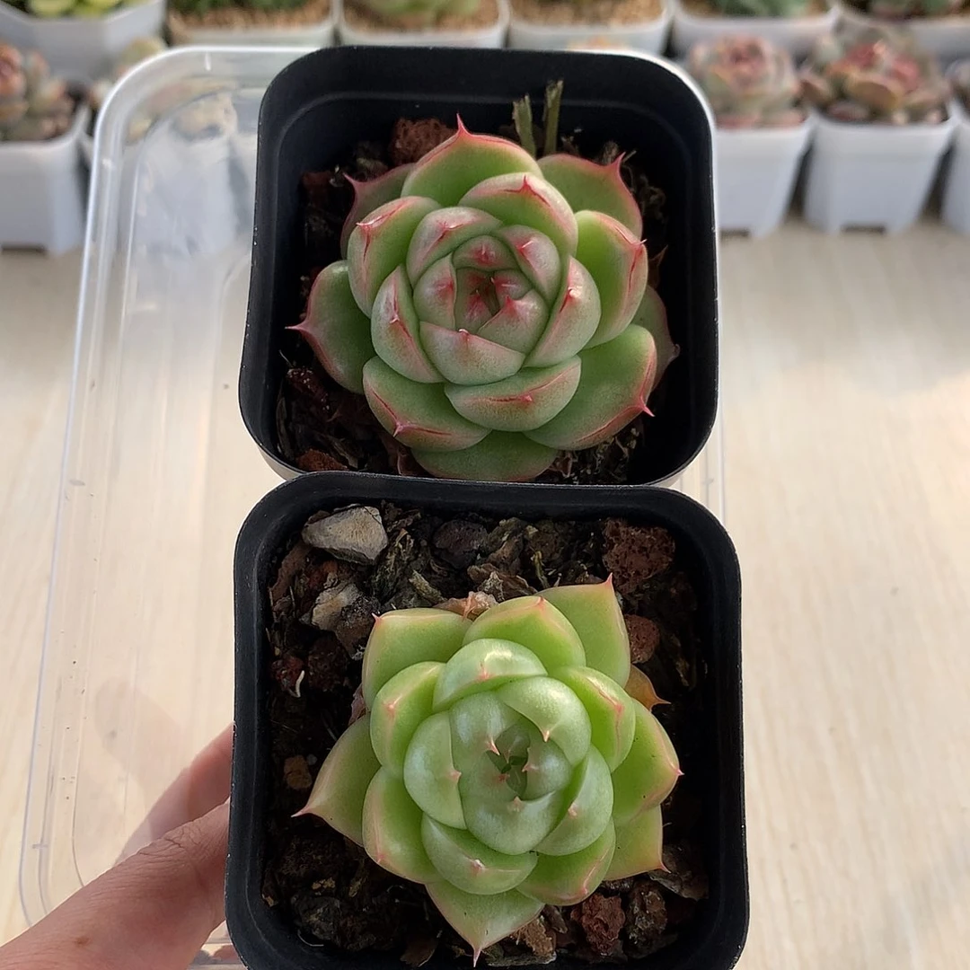 DfhjjvsfjjgdyhghjL089