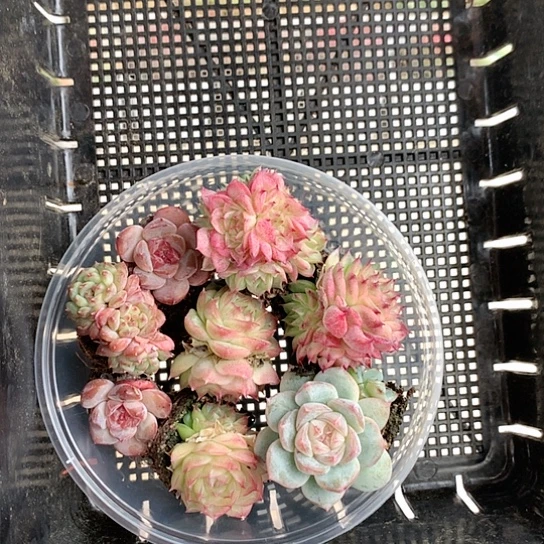 洋***洒DgjnvfhjbfhL007