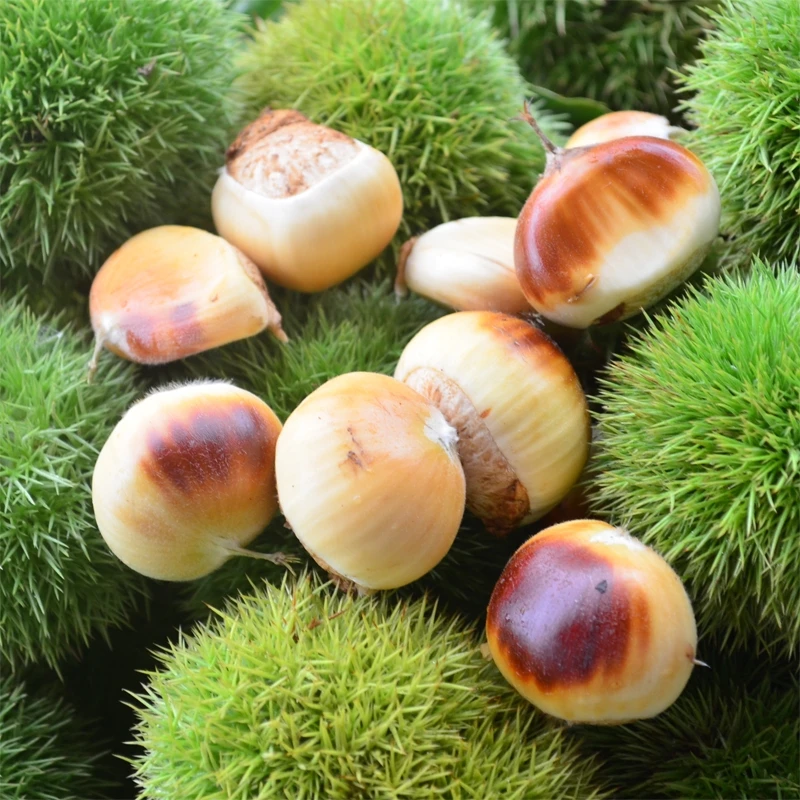 金寨板栗【产地直发】金大馋六安特产板栗花红栗子新鲜板栗2斤装起