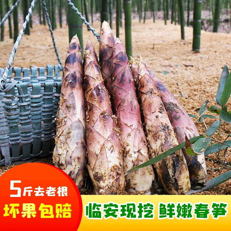 临安雷笋新鲜现挖冬笋竹笋浙江天目山春笋农家2斤/3斤/5斤竹