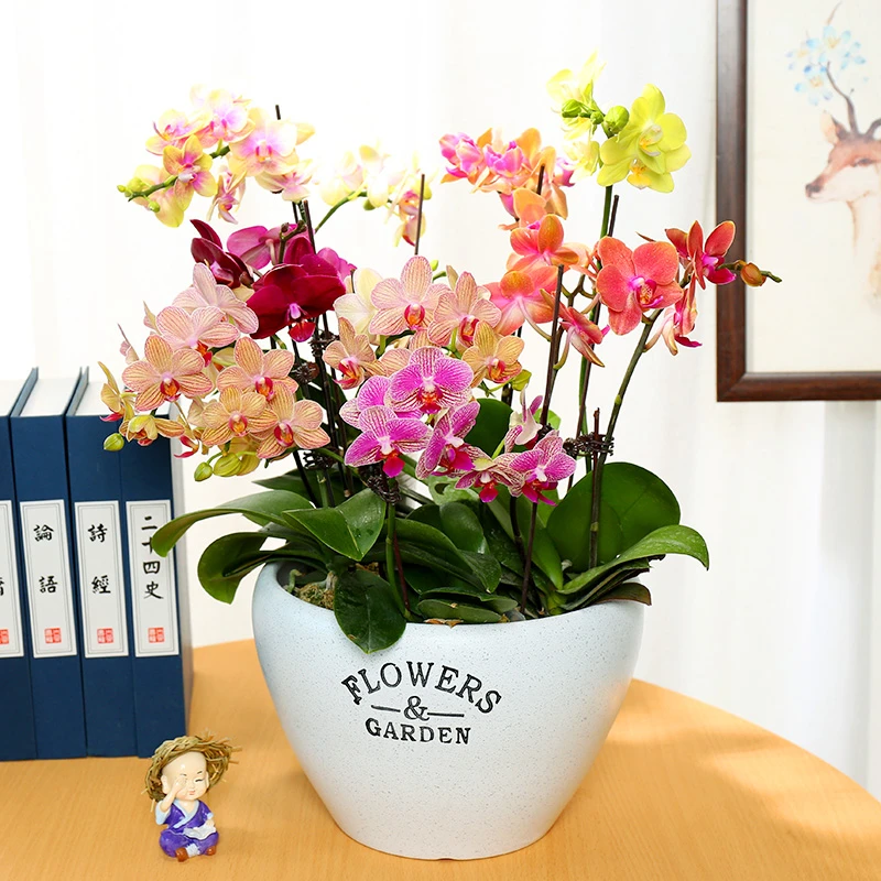 蝴蝶兰花苗带花剑盆栽兰花苗客厅室内好养活植物花卉四季开花