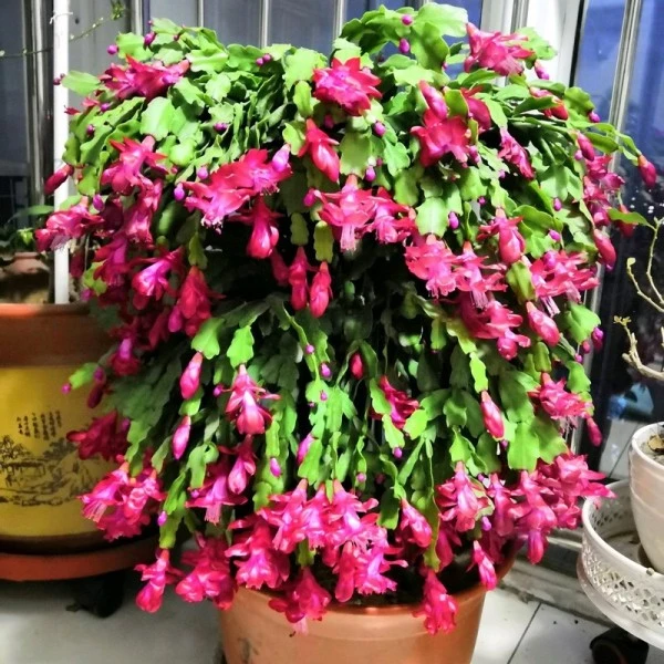 【精品】红色蟹爪兰盆栽带花苞重瓣花卉植物室内阳台四季开花不断