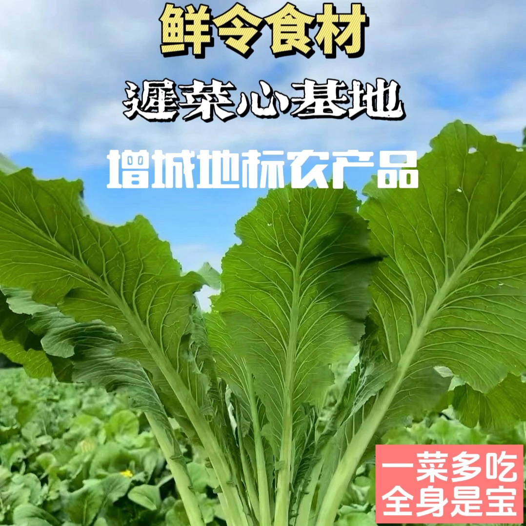 增城迟菜心广东菜心当季蔬菜口感淋甜脆香