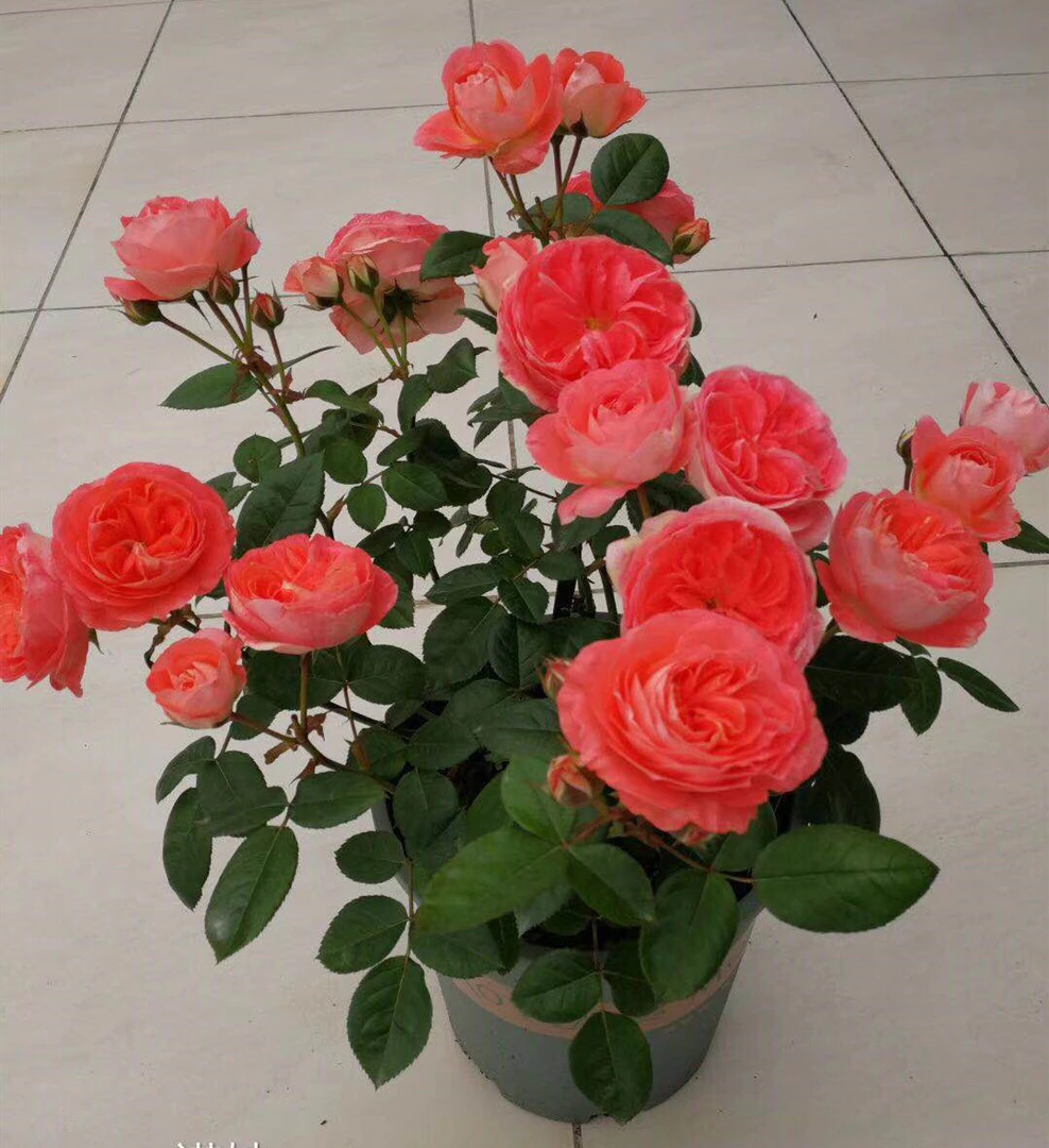 诺娃阳台鲑红色大花微型欧月季盆栽玫瑰花苗浓香花期长丰花勤花