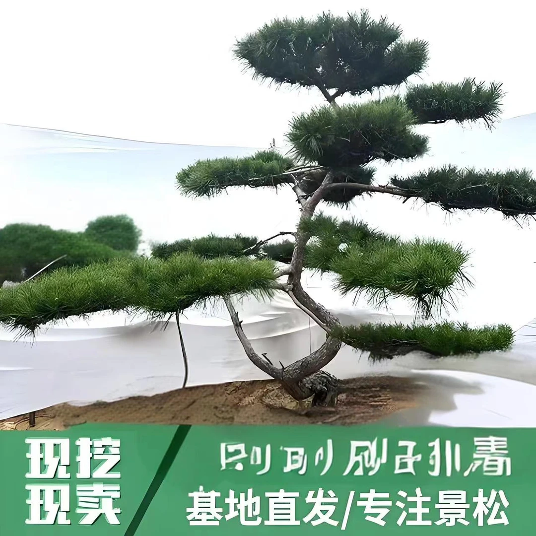 造型盆景老桩景观松庭院别墅绿化简单易养