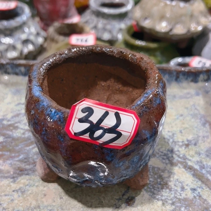 红陶20CM（含）-50CM（不含）豆*