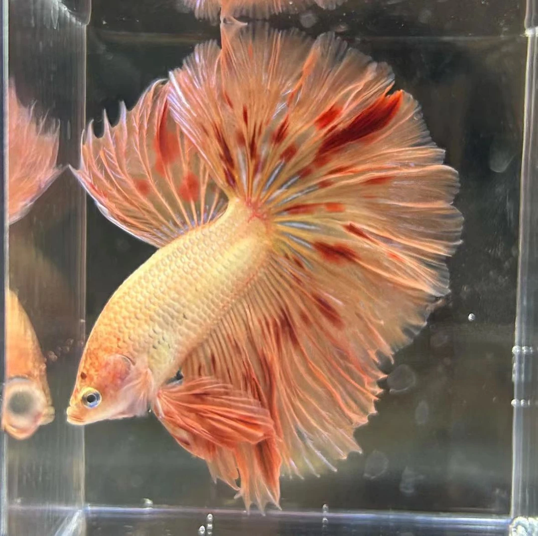 A9（193-216）泰国斗鱼观赏鱼（直播间选鱼）