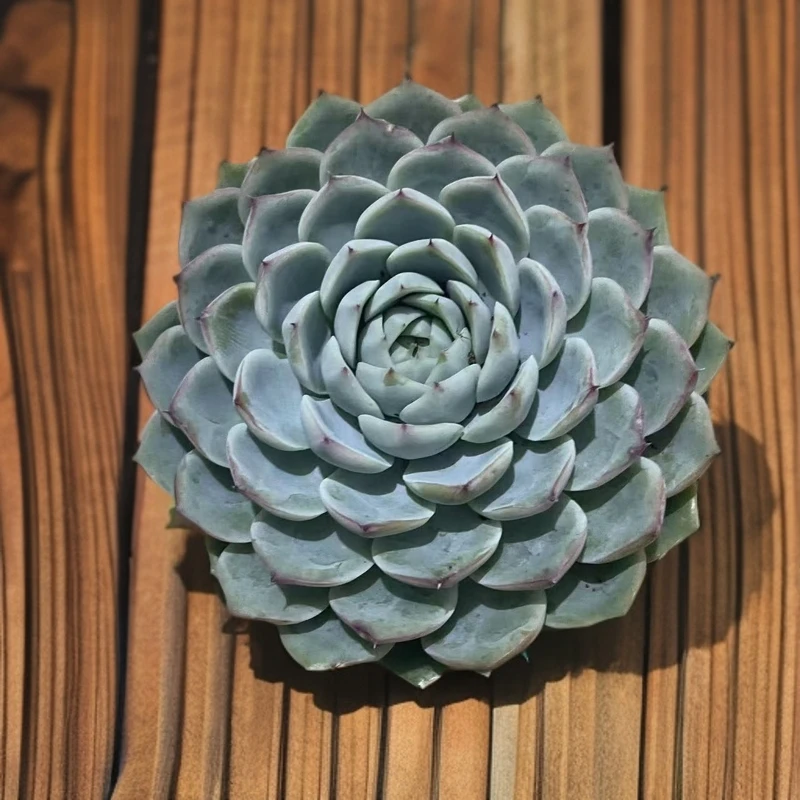 粉水晶 多肉植物（满18包邮）香气浓郁好看好养