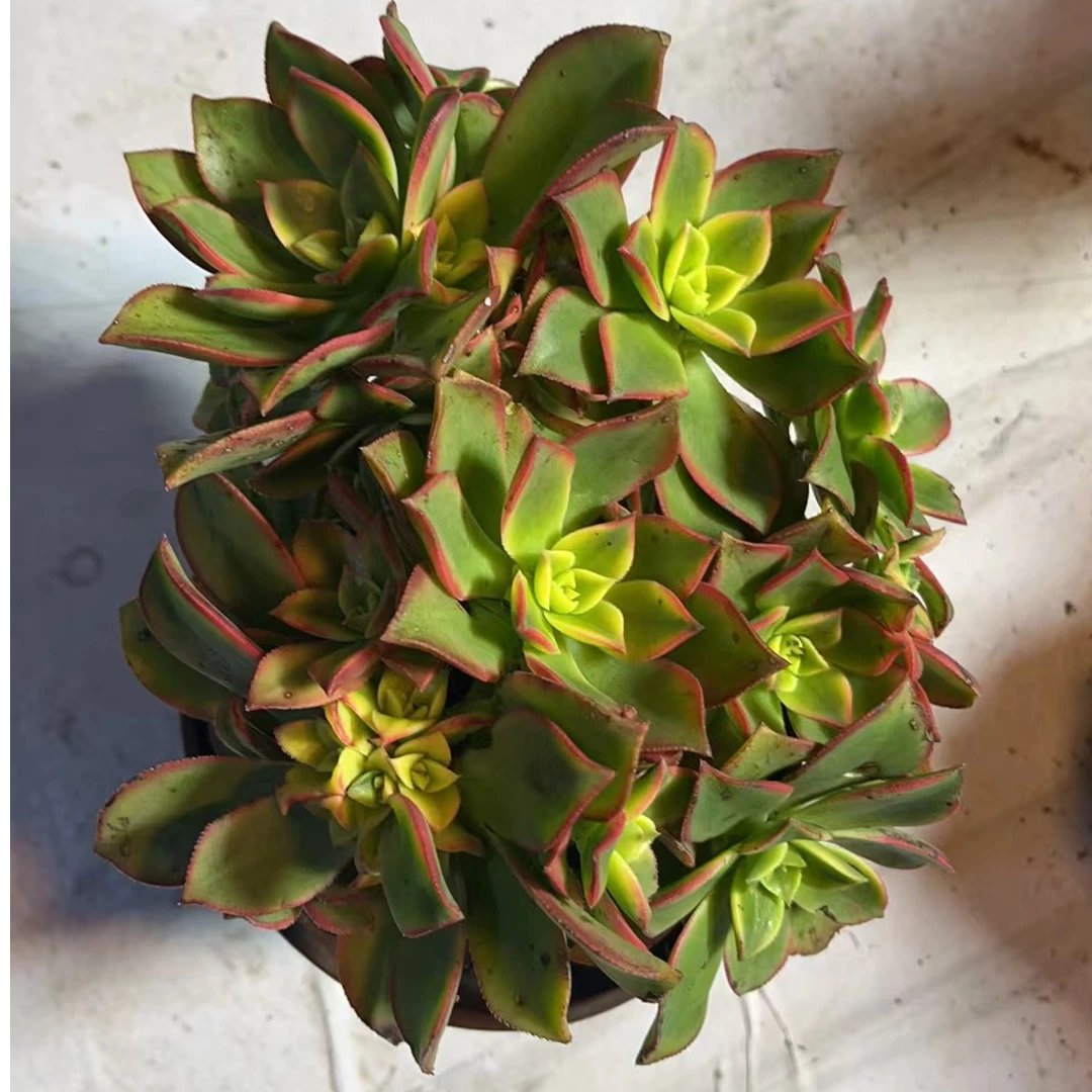 艳日辉法师多肉植物 （满18包邮） 新手好养好看