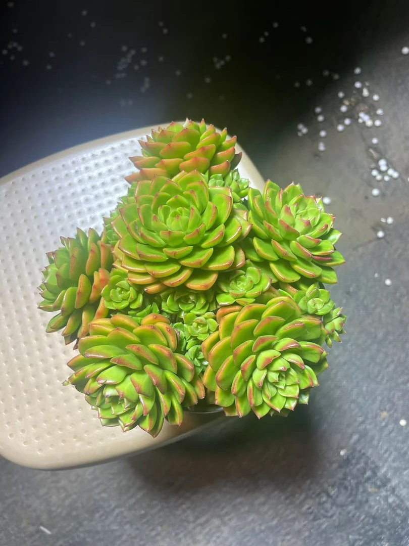 蒂亚 多肉植物（满18包邮）好养好看