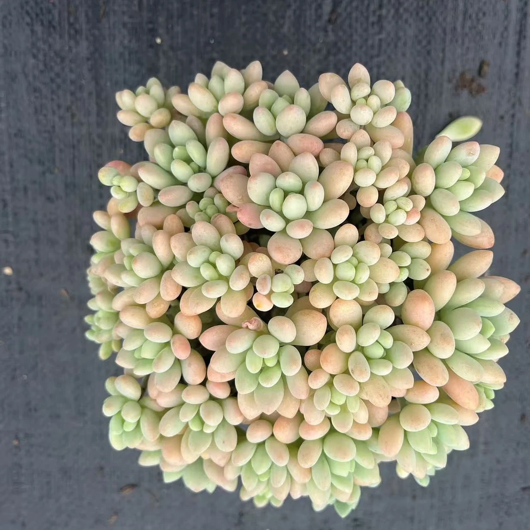 洛可可  鱼子酱多肉植物（满18包邮）