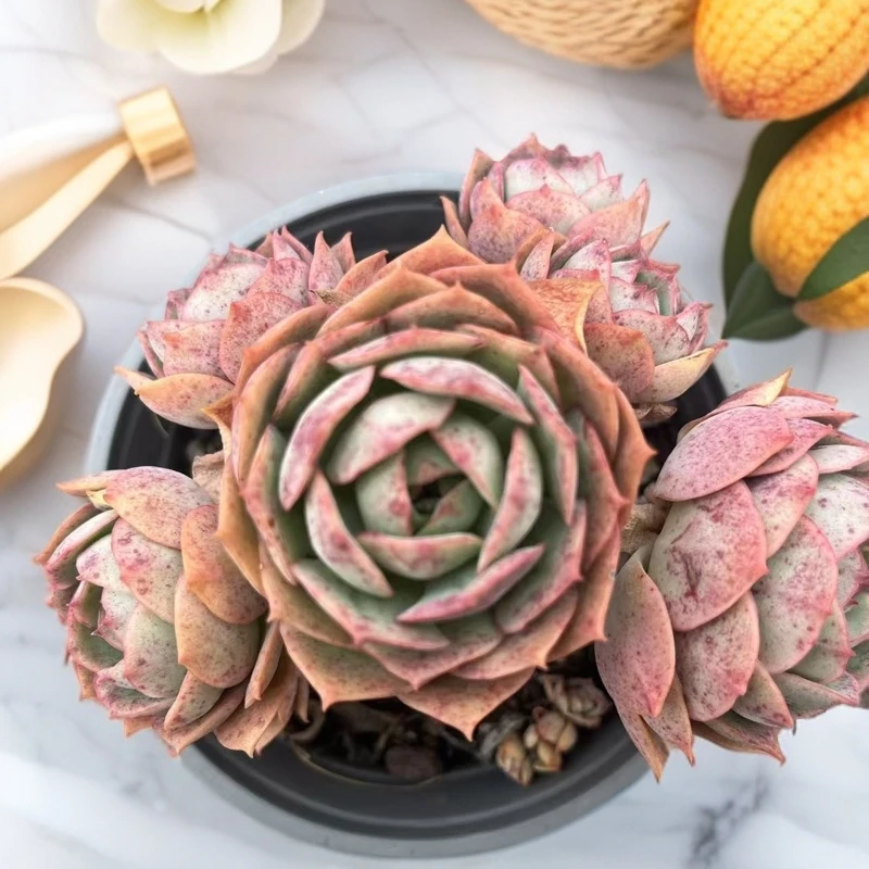 克罗地亚玫瑰多肉植物（满18包邮）好养好看